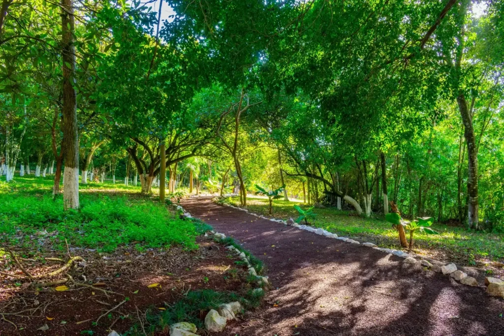 Trilha arborizada com luz natural no meio da mata, ideal para caminhadas em contato com a natureza em Foz do Iguaçu