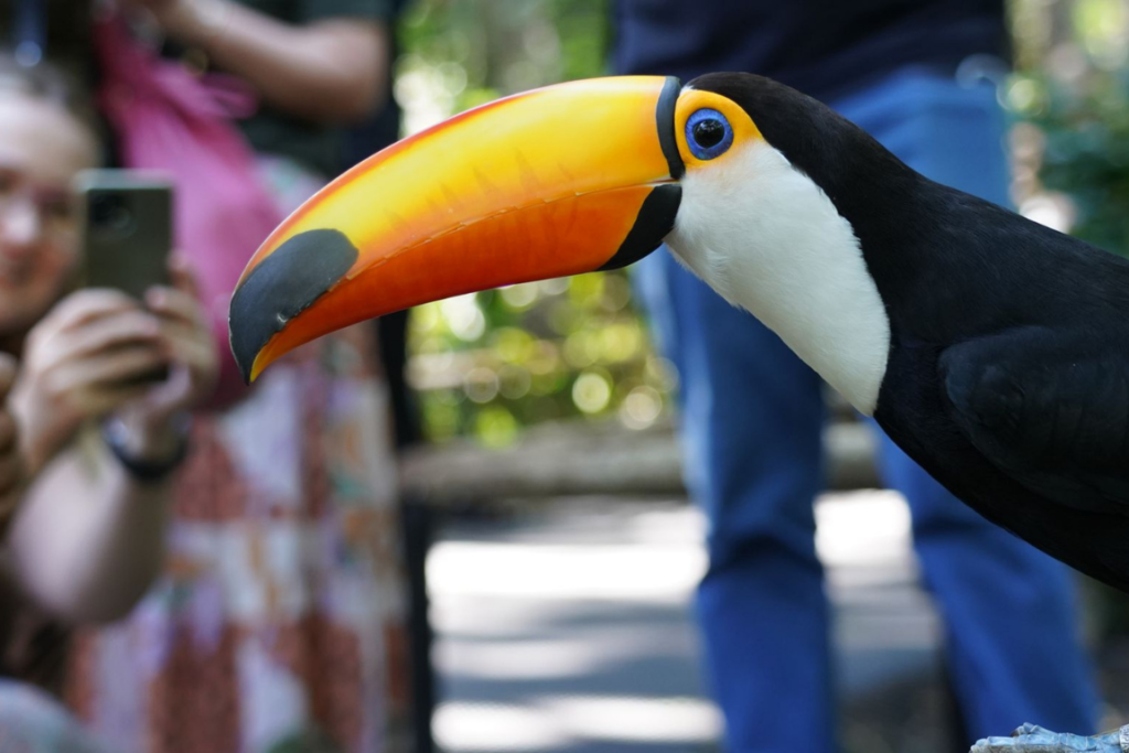 Tucano de bico colorido sendo fotografado por visitantes no Parque das Aves em Foz do Iguaçu