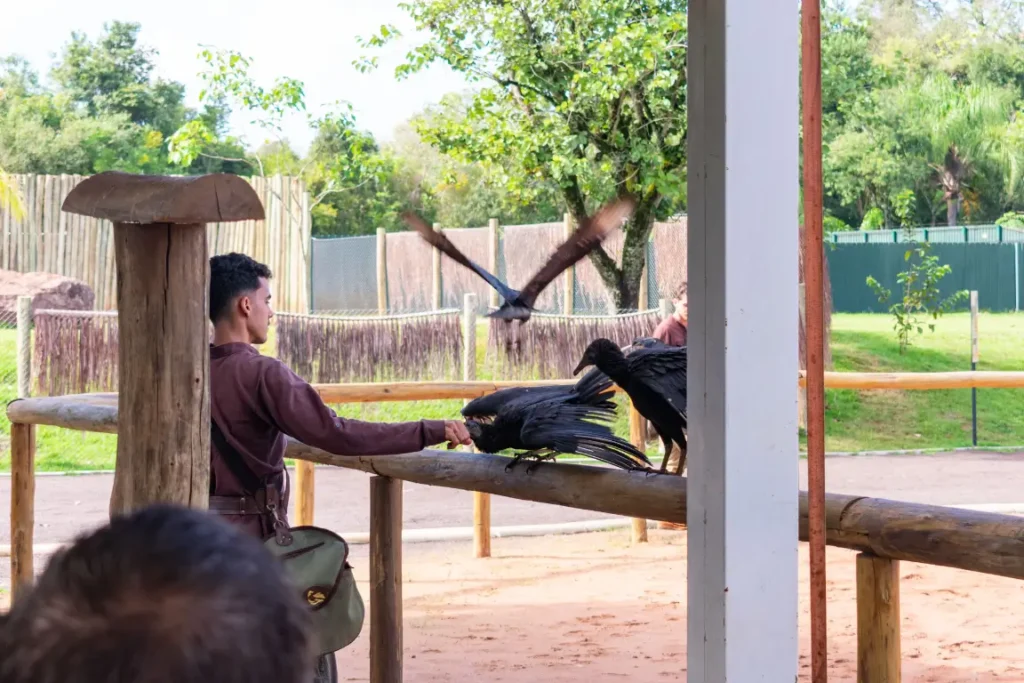Apresentação de aves no Eco Park Foz com visitante observando de perto