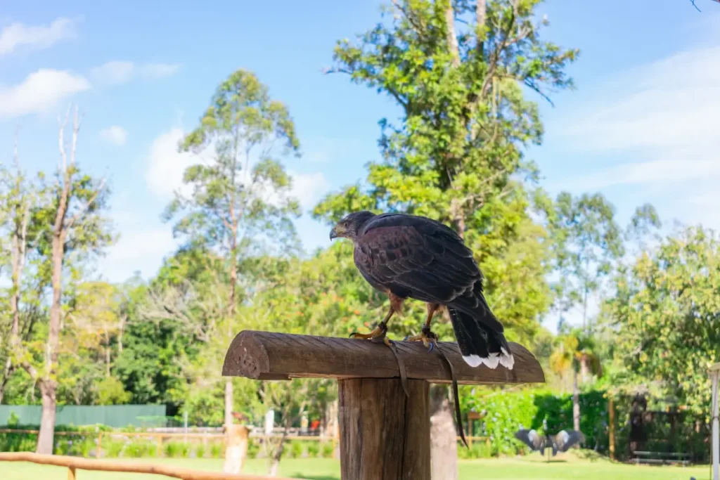 Ave de rapina no Eco Park Foz em meio à natureza de Foz do Iguaçu