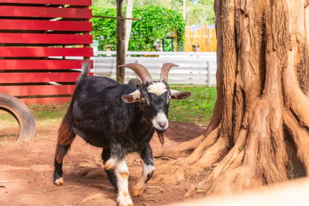 Cabra na fazendinha do Eco Park Foz em Foz do Iguaçu
