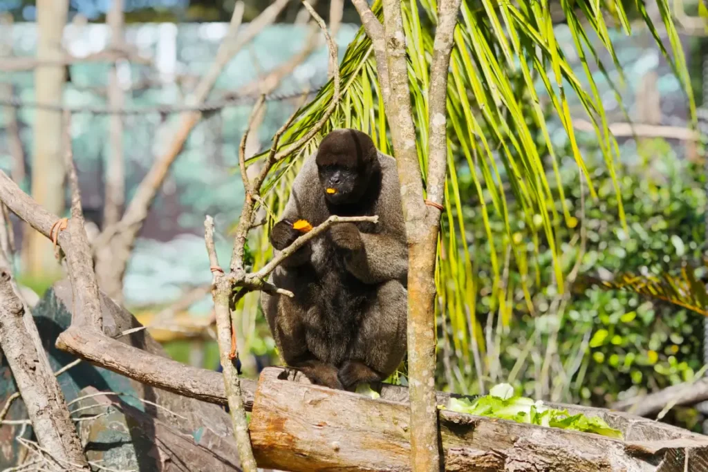 Macaco em ambiente natural no Eco Park Foz em Foz do Iguaçu